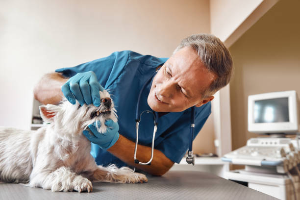 Best Emergency Dental Care for Trauma or Injury in East Mountain, TX